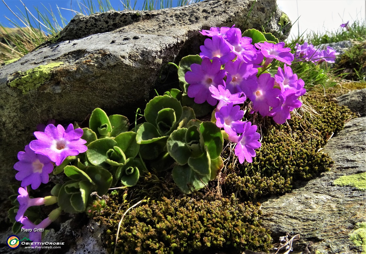 02 Primula irsuta (Primula hirsuta).JPG